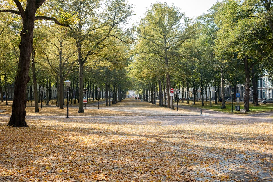 A wide view of a tree-lined street in Holland Park, with tall deciduous trees casting shade over the paved pathway covered in fallen leaves. Street lamps are evenly spaced along the path, and some traffic signs and bollards are visible at the intersection. In the background, there are residential buildings with large windows and balconies. The scene captures a calm, leafy environment typical of a residential area suitable for home relocation or furniture transport. Holland Park Man and Van may be involved in packaging and loading furniture or boxes onto nearby vehicles, although these are not visible in the current image. The lighting suggests late morning or early afternoon, with sunlight filtering through the green foliage, creating a dappled pattern on the ground. This setting reflects the environment where removals and moving services are performed efficiently and safely within the local area, adhering to local council rules for possessions during a house move.