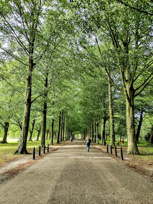 A wide pathway in a park with a smooth gravel surface, lined with tall deciduous trees on both sides, their branches forming a leafy canopy overhead. The bright green foliage indicates a spring or summer setting, with dappled sunlight filtering through the leaves. Several pedestrians, including an individual walking away from the camera dressed in casual clothing, are visible along the path. In the background, additional people can be seen strolling among the trees. The scene is calm and natural, with the park's open space and shaded areas suitable for leisure walks or outdoor activities. The environment appears well-maintained, with black posts along the walkway's edge serving as subtle barriers. This tranquil outdoor setting could serve as part of a relocation or outdoor activity connected to house moving services provided by Holland Park Man and Van.